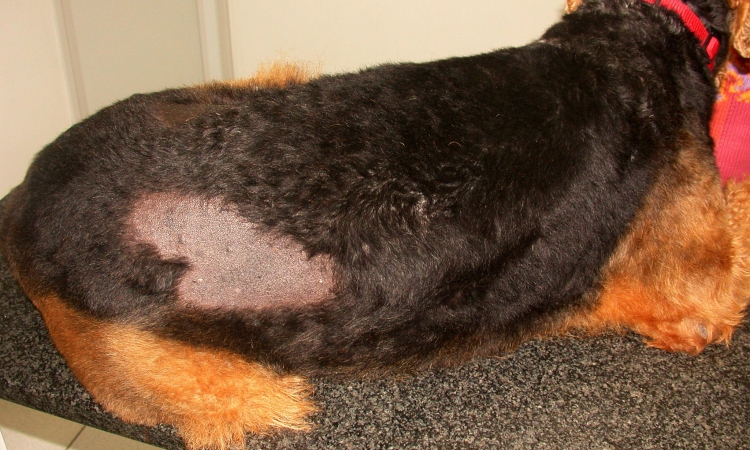 ALOPECIA CICLICA DEL CANE